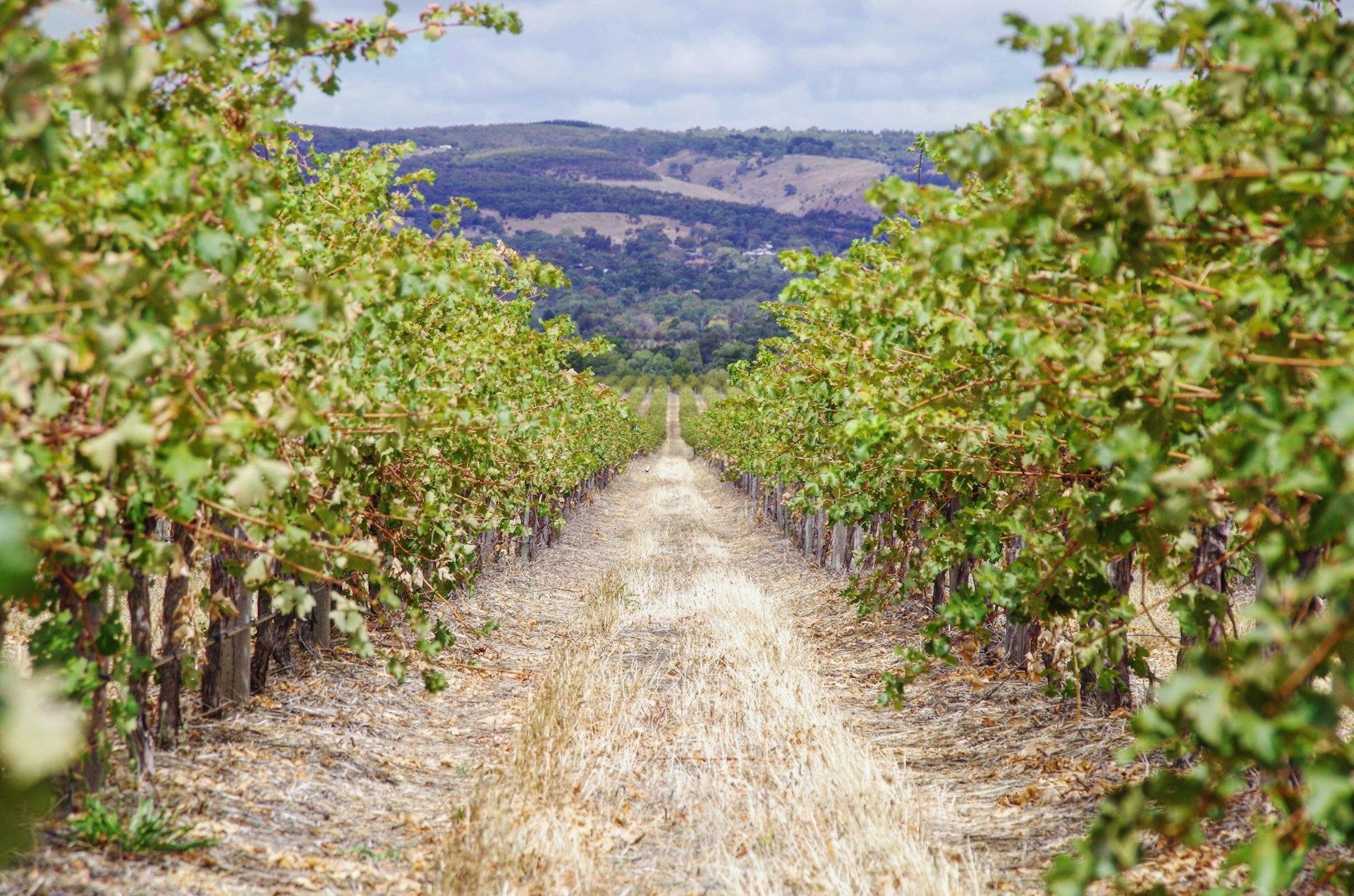 Clarksburg wine region vines