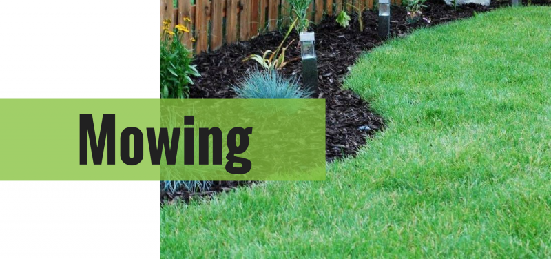 Green lawn with a