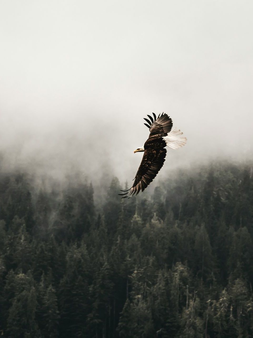 An eagle flying in the air in the forest on a cloudy day