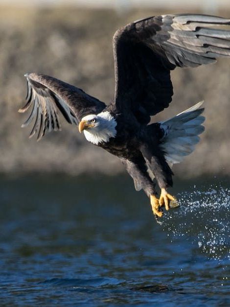 A bald eagle is flying over a body of water
