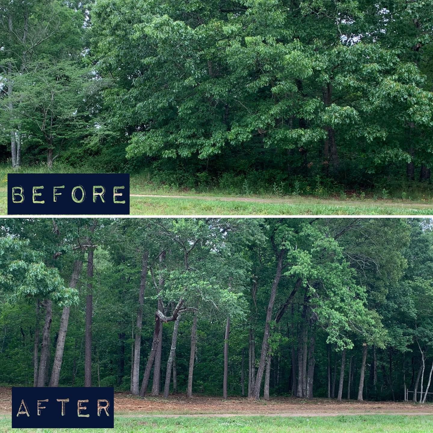Before and after photos of a wooded area. The first photo shows a dense forest, the second one a thin collection of trees.