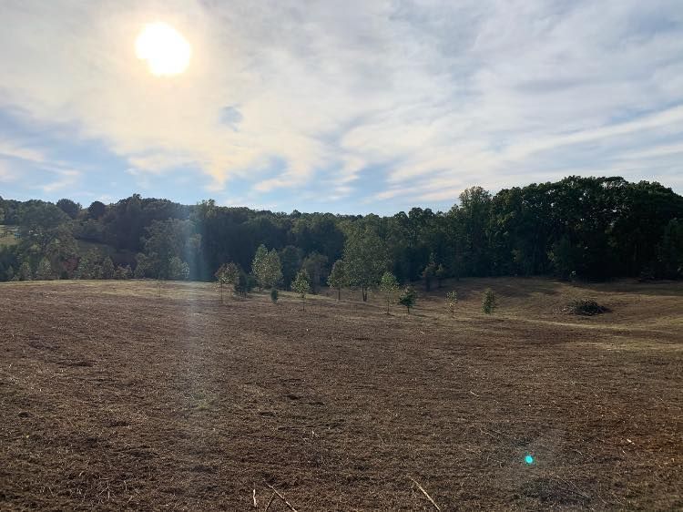 Field with small trees, leading to a tree line under a cloudy sky with the sun shining.