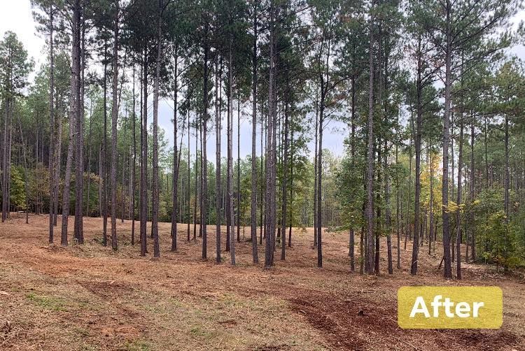 Cleared land with tall, slender trees in the background, labeled 