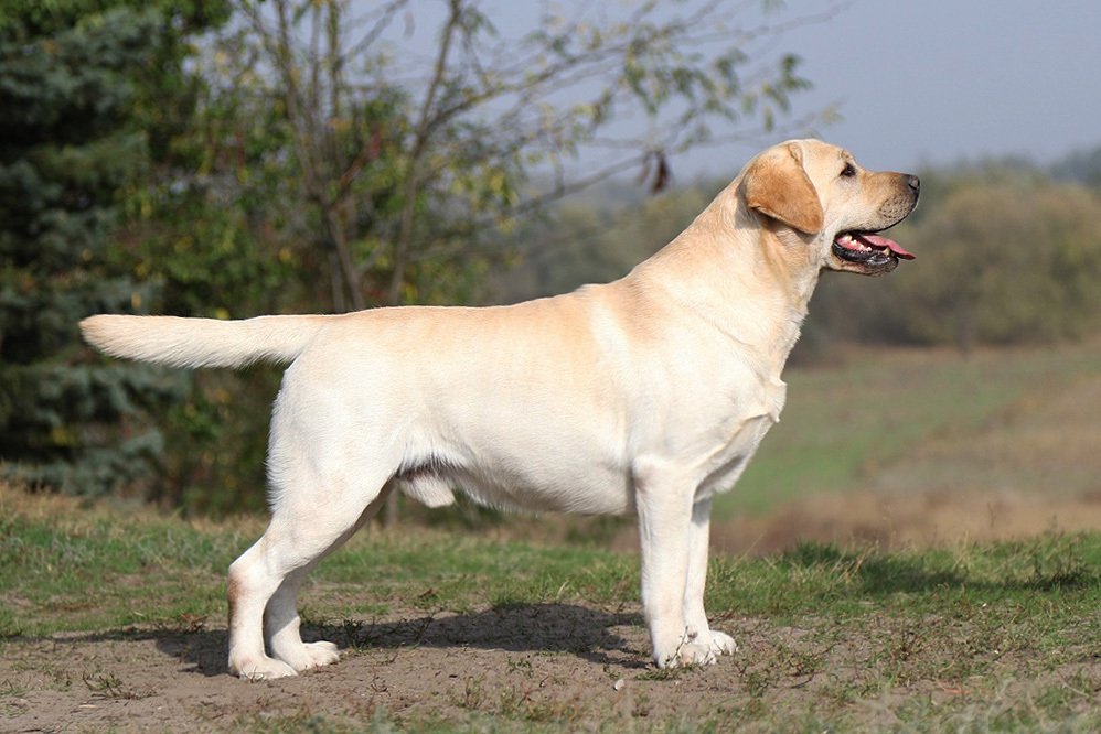 Am CH/ Int CH Starneos Oscar For Starlight Lab's