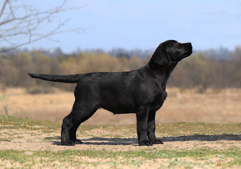 Am CH/ Int CH Starneos Oscar For Starlight Lab's