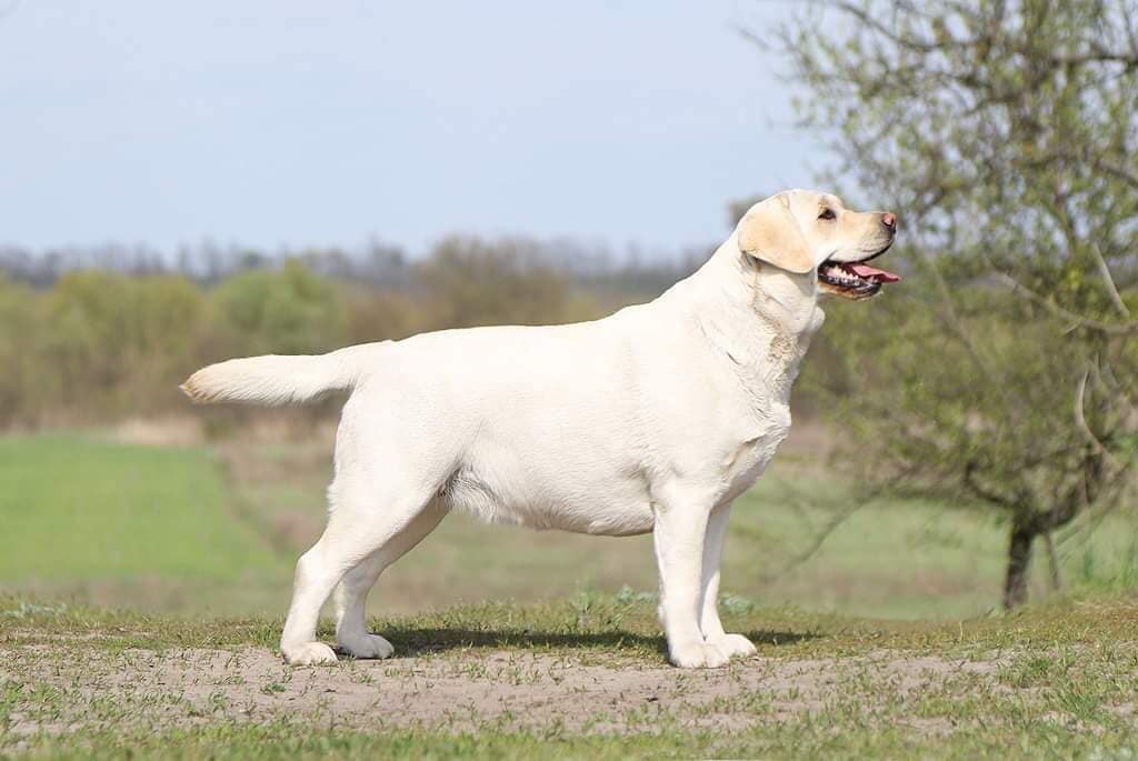 Am CH/ Int CH Starneos Oscar For Starlight Lab's