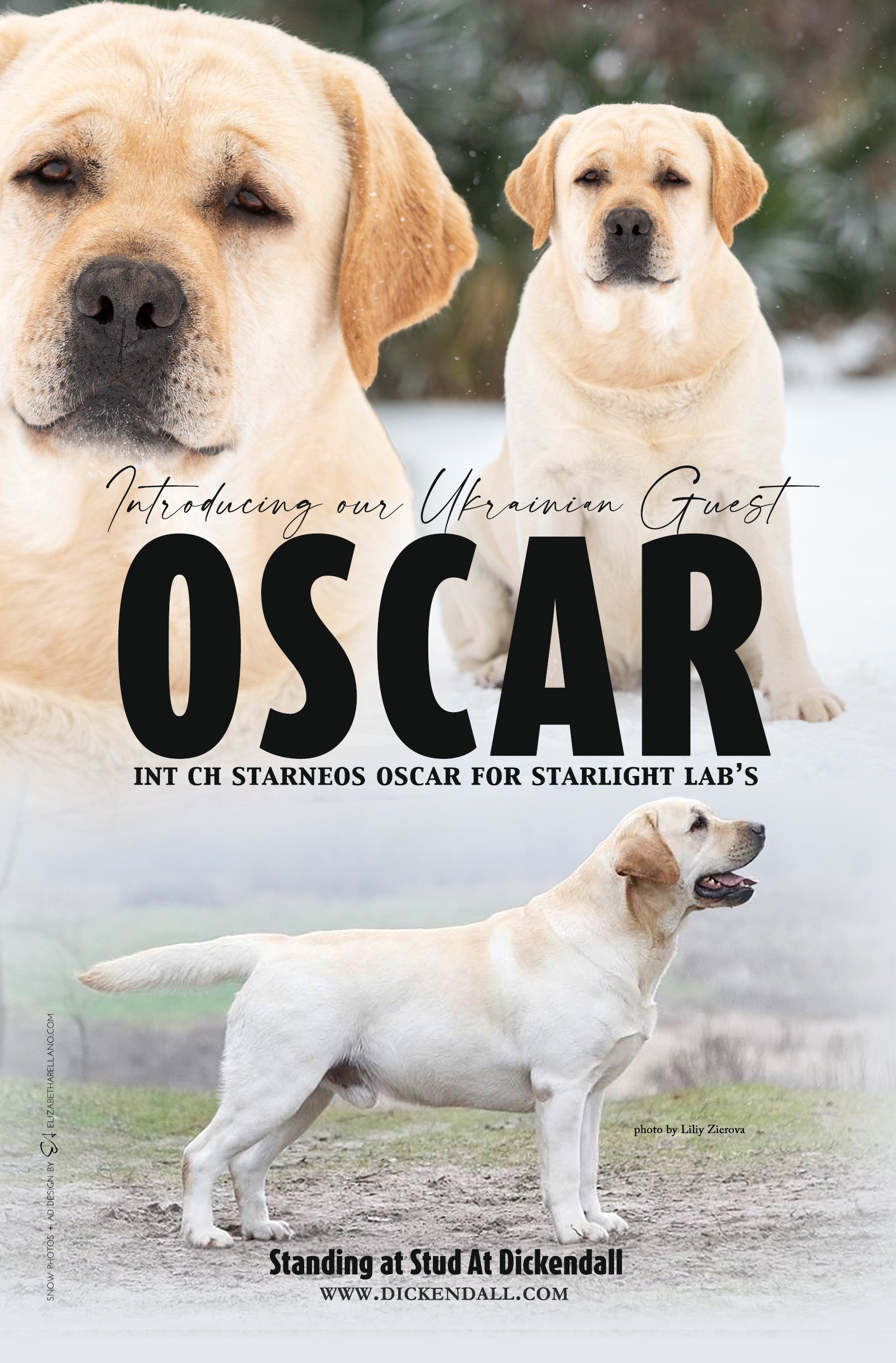 Am CH/ Int CH Starneos Oscar For Starlight Lab's