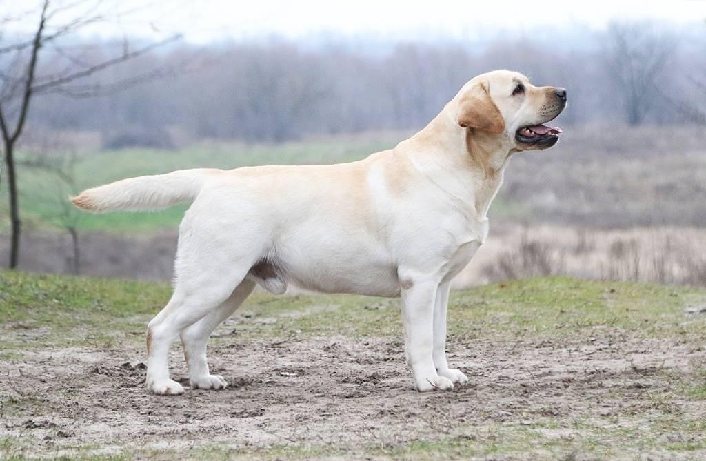 Am CH/ Int CH Starneos Oscar For Starlight Lab's