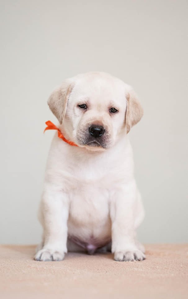 Am CH/ Int CH Starneos Oscar For Starlight Lab's