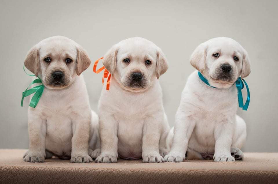 Am CH/ Int CH Starneos Oscar For Starlight Lab's