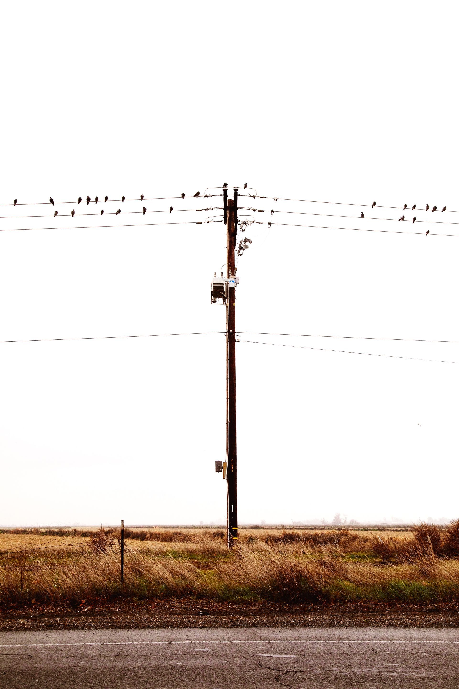 A telephone pole in the middle of a field with birds flying in the background.