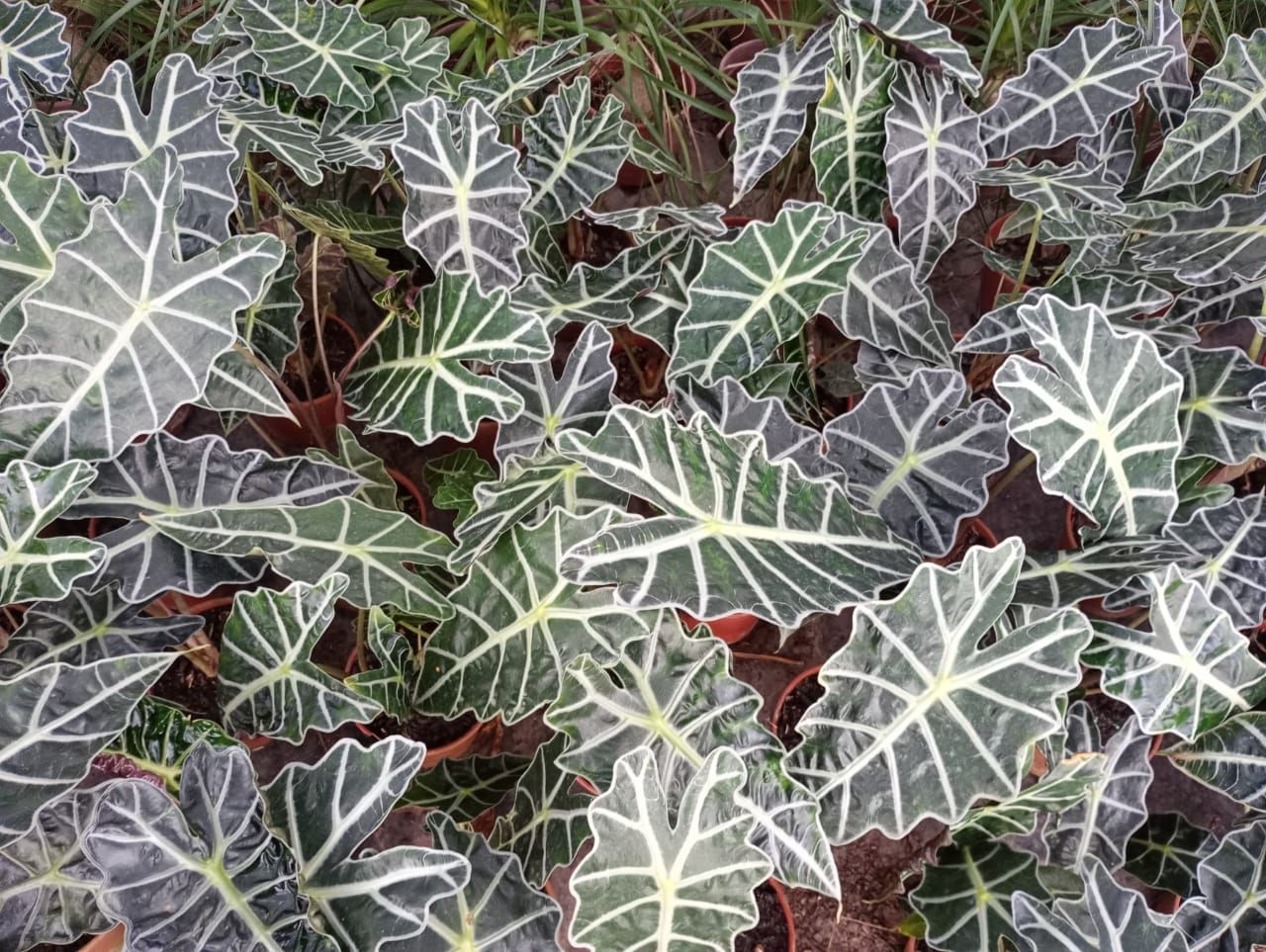 Plantas de Alocasia 