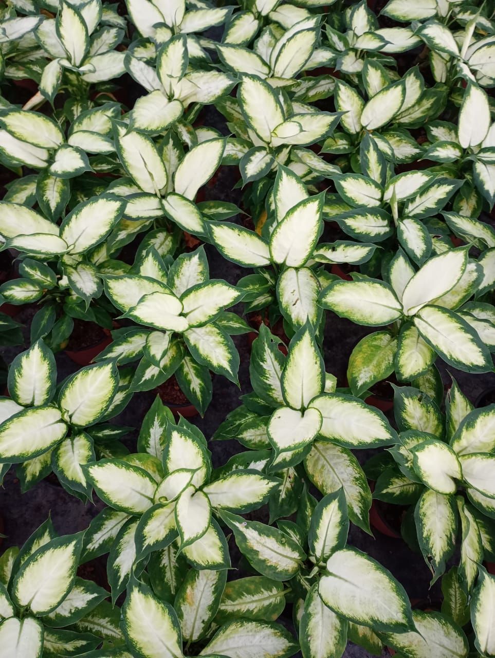 Plantas de Aglaonema blancas y verdes. Denso arreglo floral, con hojas blancas en el centro y bordes verdes.