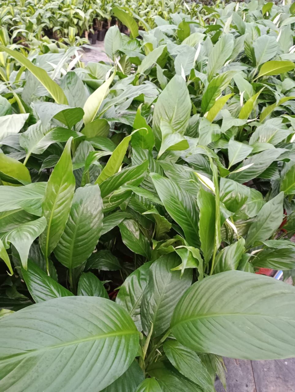 Exuberantes y verdes plantas de lirio de la paz con flores blancas que llenan un invernadero.
