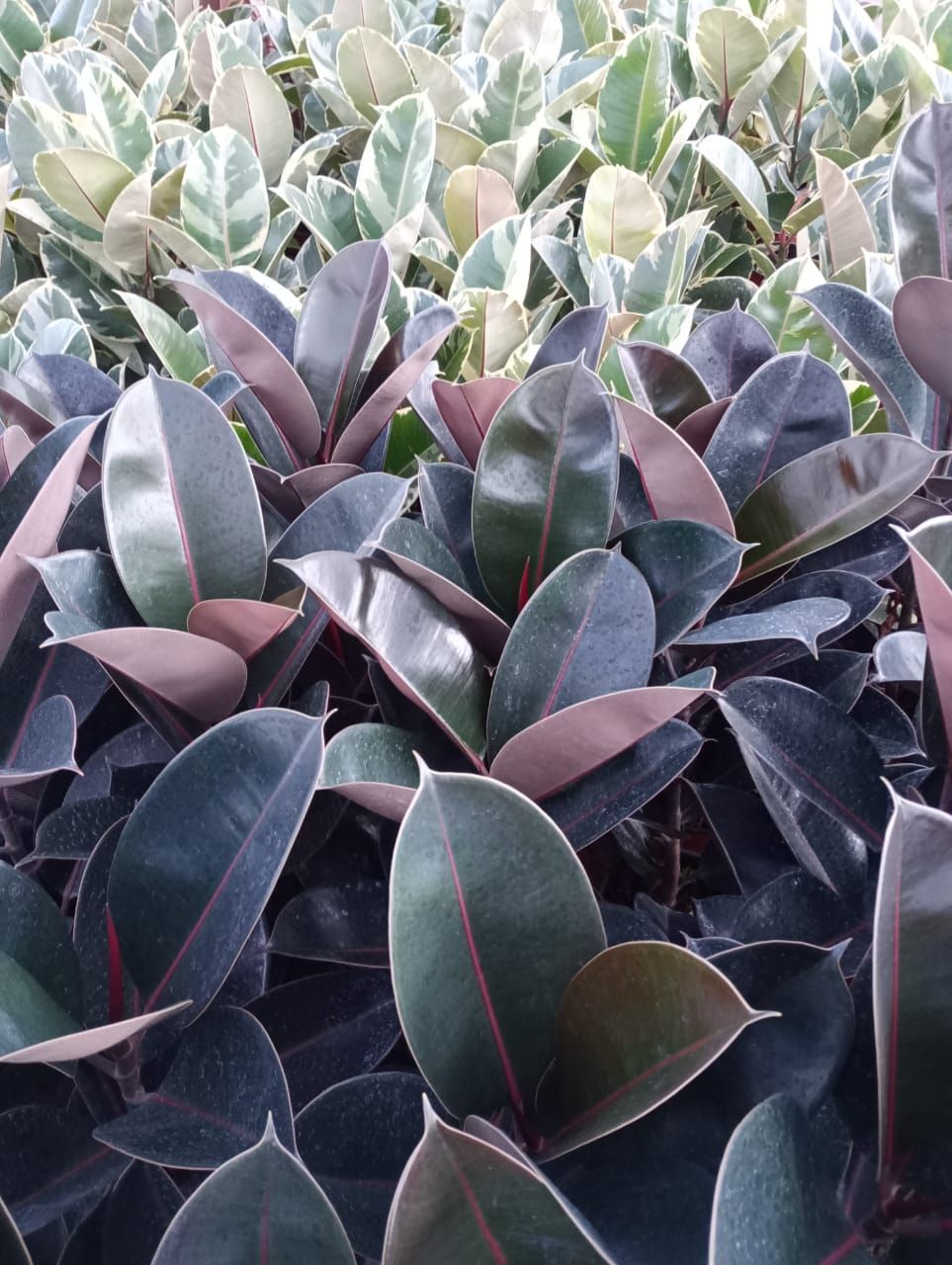 Hojas de planta de caucho de color burdeos oscuro y verde con hojas verdes y blancas abigarradas en el fondo.