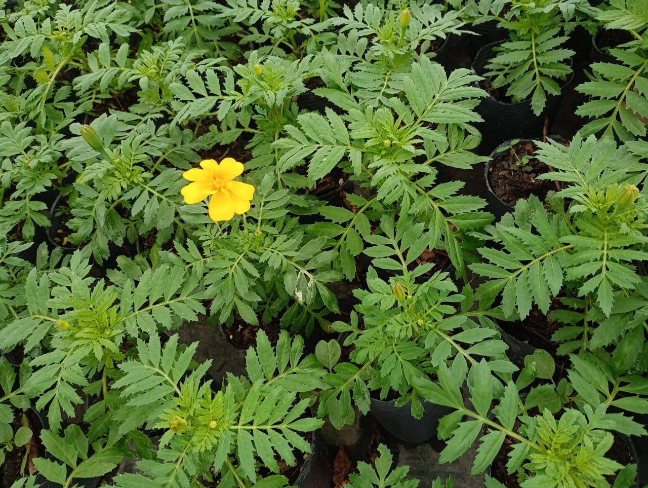 Una flor de caléndula amarilla rodeada de follaje verde en un entorno de jardín.