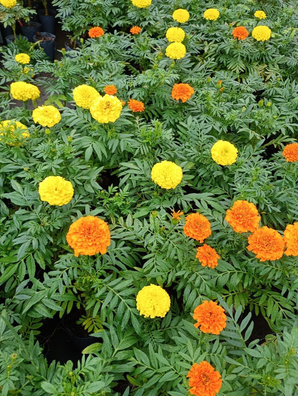 Las flores de caléndula en tonos amarillos y naranjas florecen entre hojas verdes.
