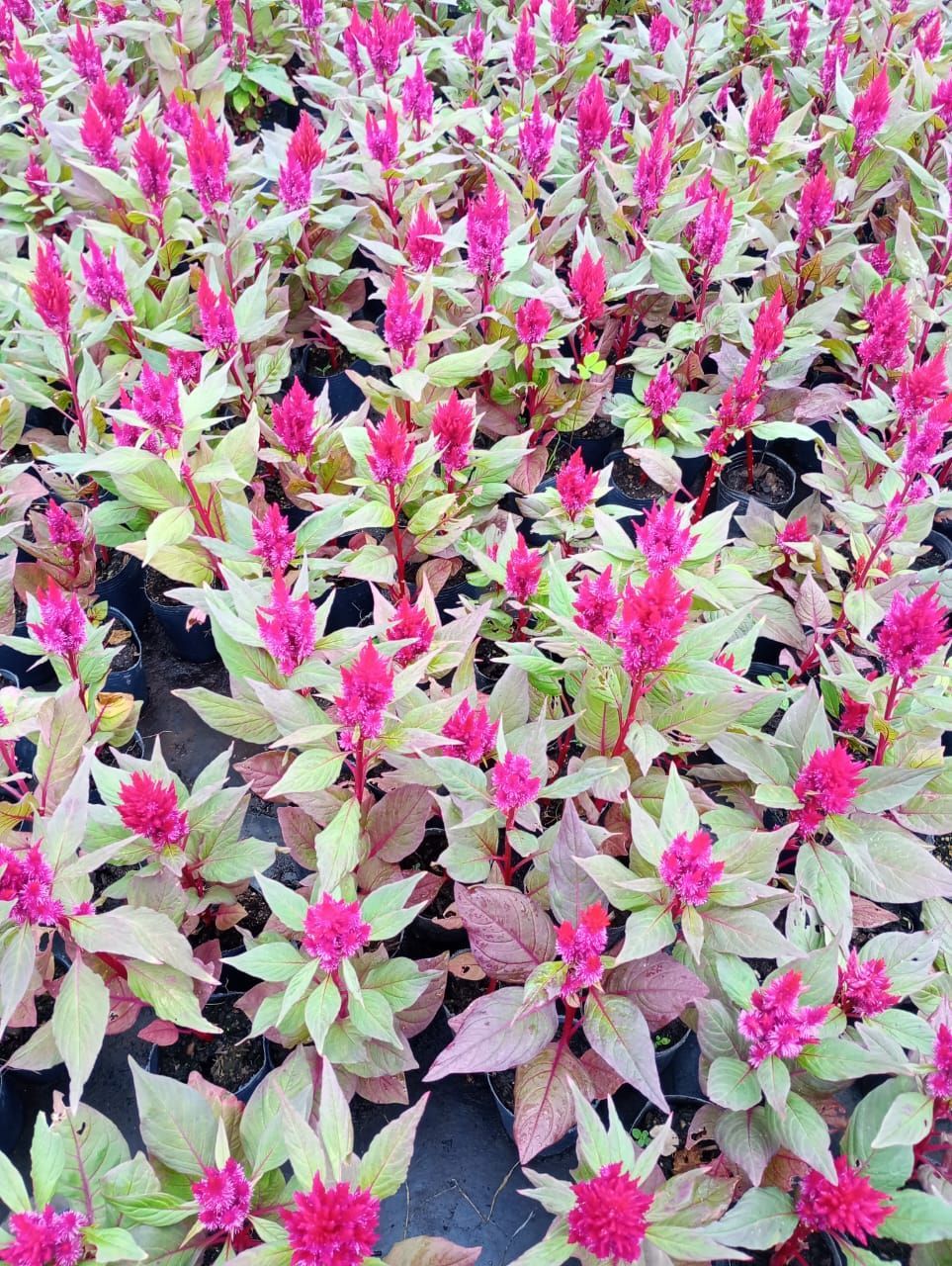 Filas de flores de celosía de color rosa vibrante con hojas de color verde pálido y burdeos.