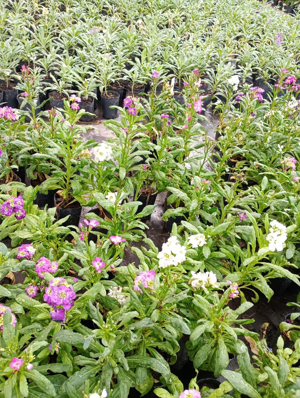 Hileras de plantas en macetas con flores de color púrpura y blanco, hojas verdes, entorno al aire libre.