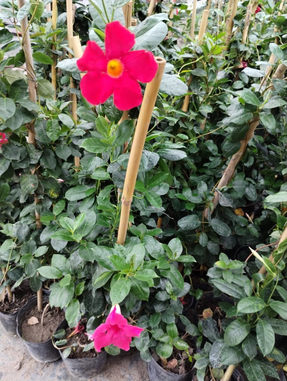 Las flores de Mandevilla de color rojo brillante florecen en medio del follaje verde.