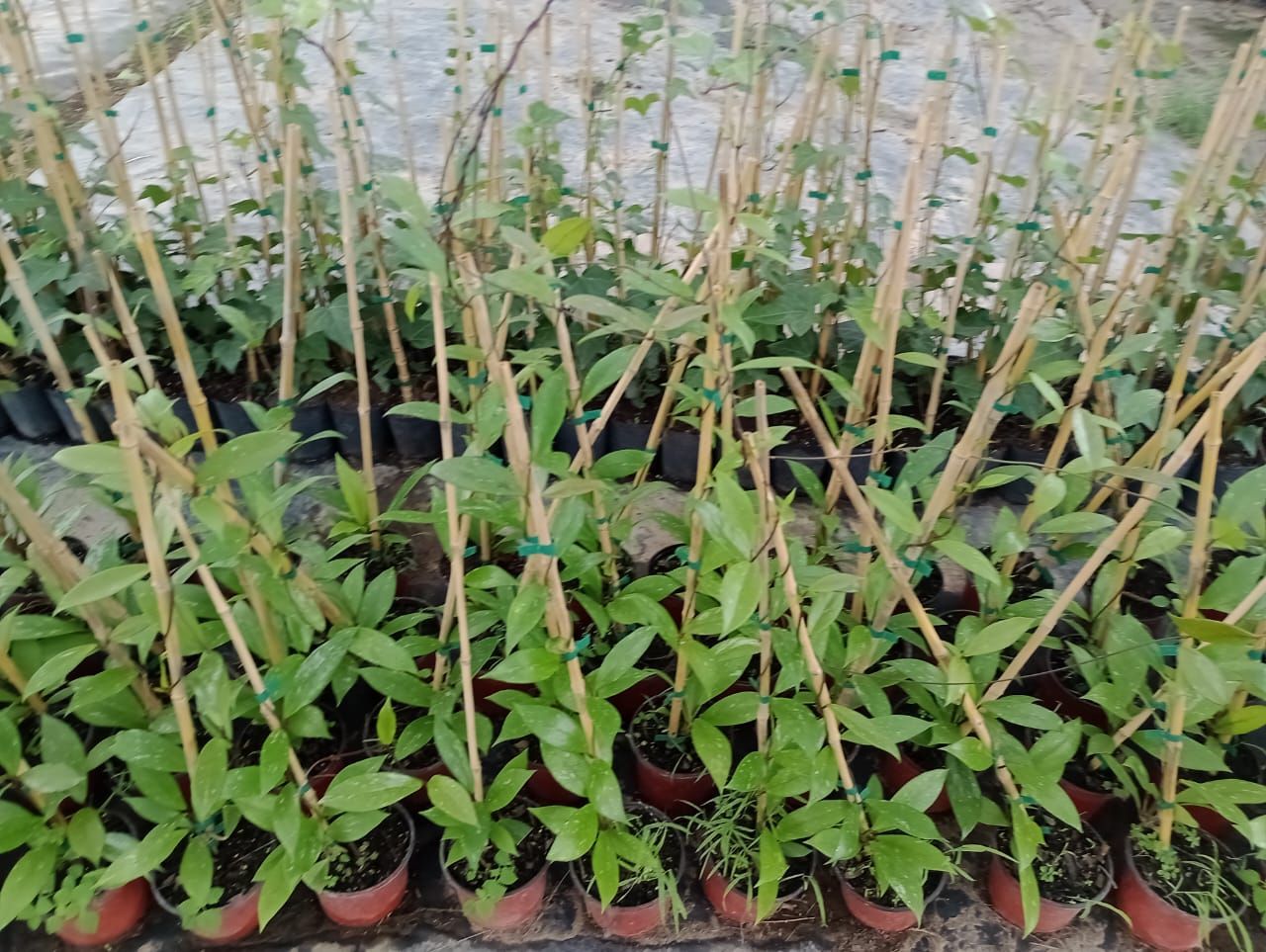 Hileras de pequeñas plantas en macetas con hojas verdes, sostenidas por estacas de bambú.