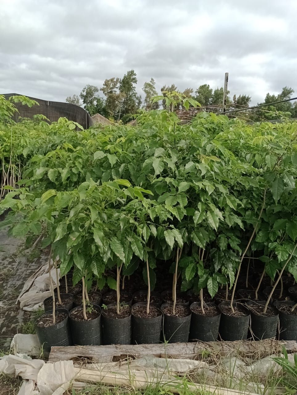 Hilera de árboles jóvenes en macetas negras, de hojas verdes contra un cielo nublado.
