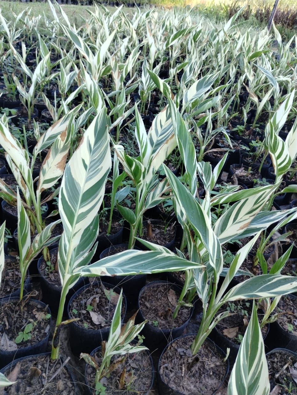 Hileras de plantas en macetas con hojas abigarradas de color verde y blanco.