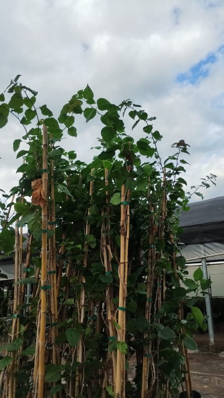 Plantas altas y verdes con soportes de bambú contra un cielo nublado.
