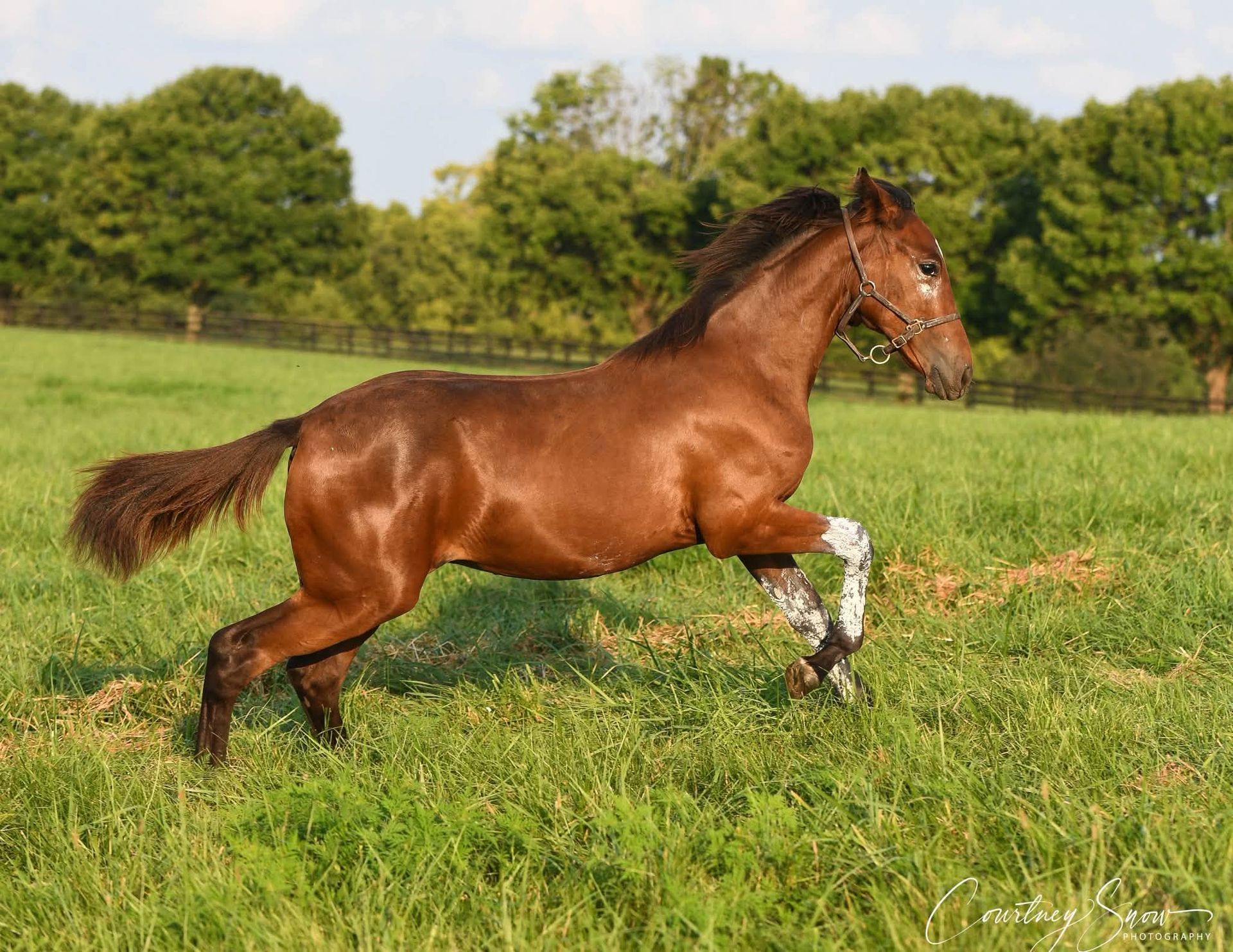 Armitage Farm Yearlings