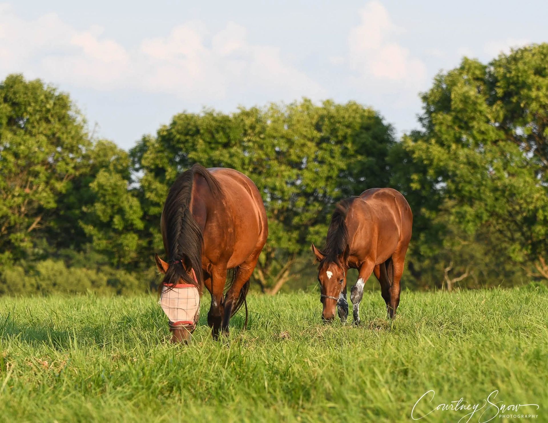 Armitage Farm Mares