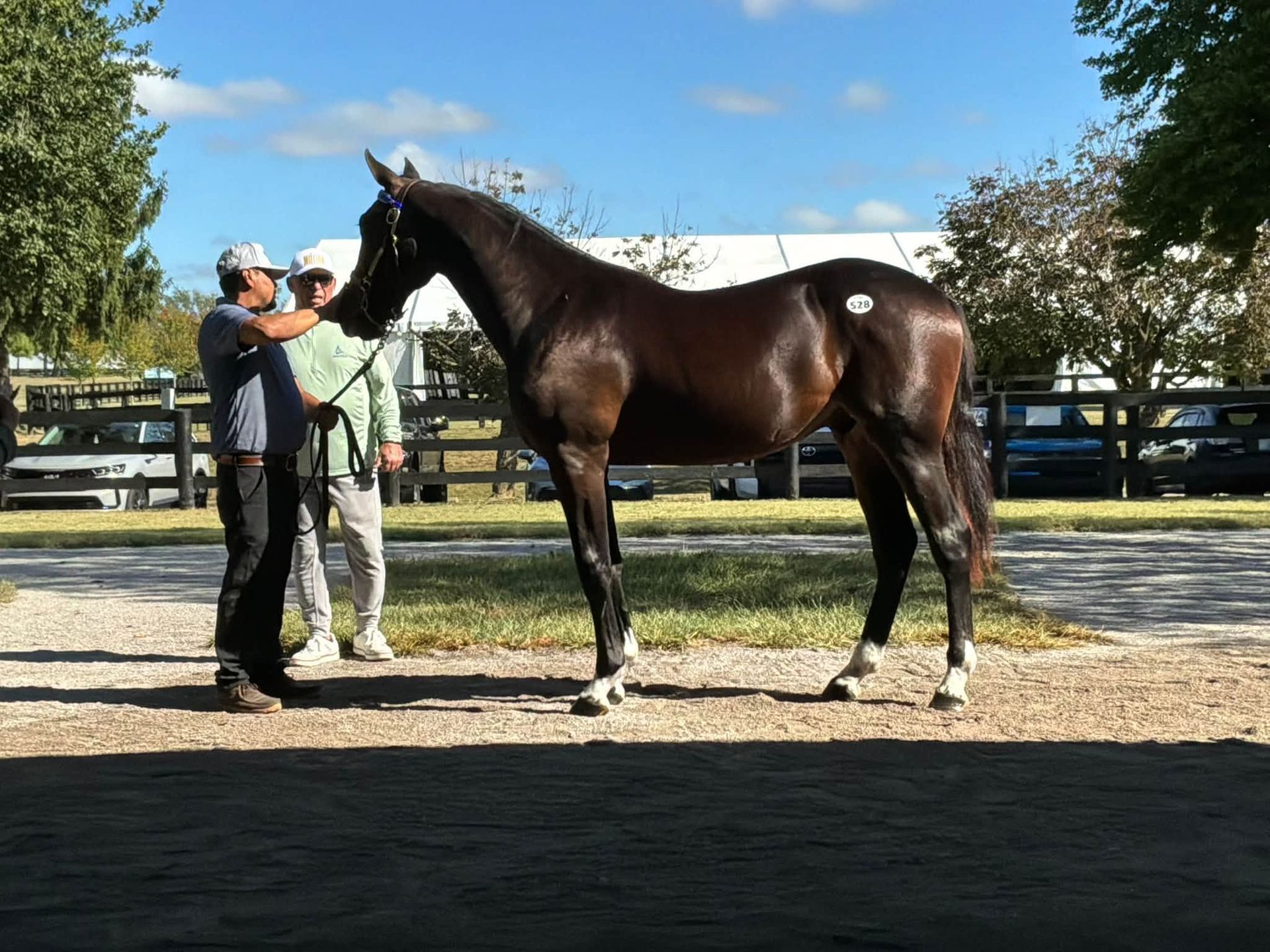 Armitage Farm Lexington yearling