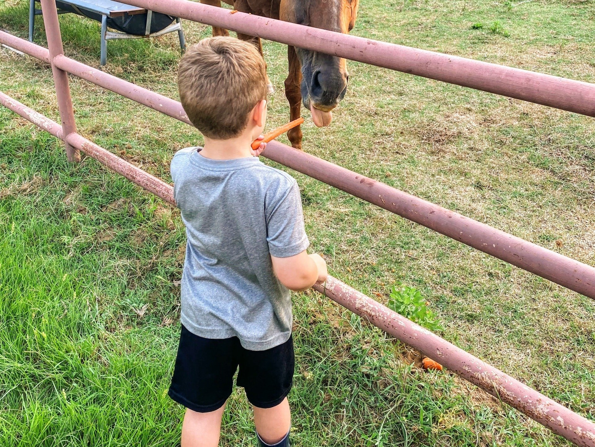 boy feeding a horse