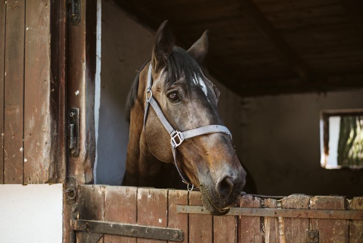 Horse in a stall