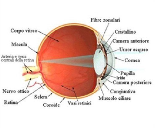 TECNOLOGIE OCULISTE