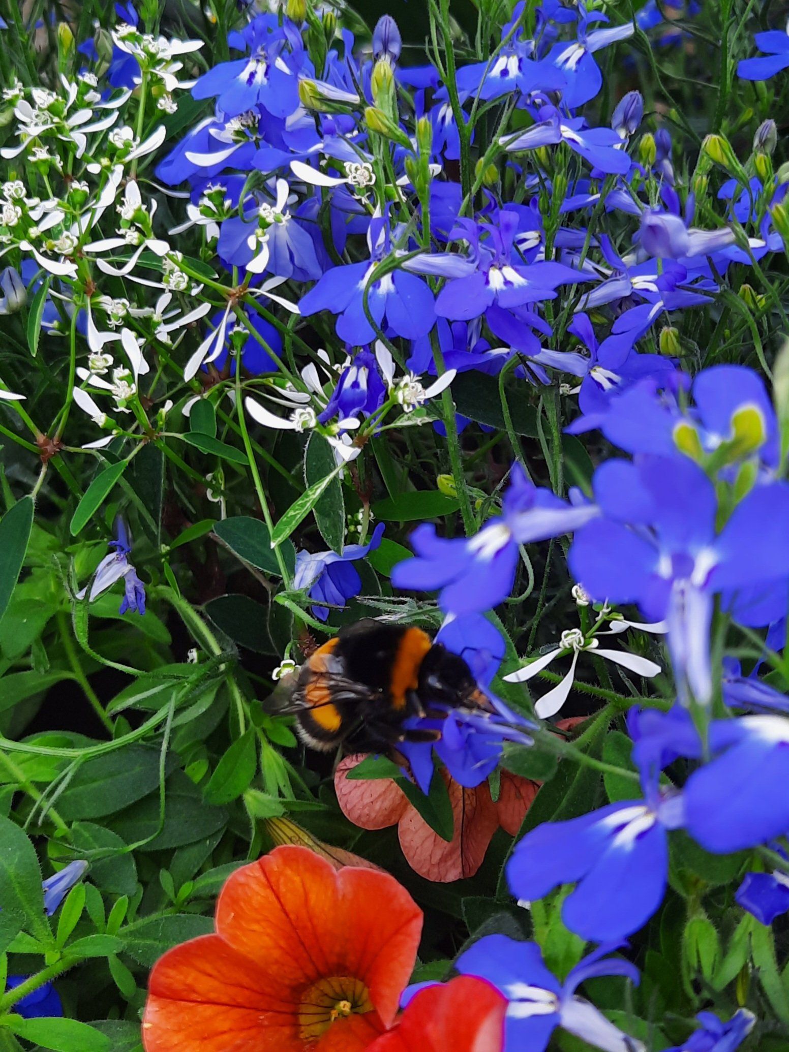 Eine Biene sitzt auf einer Blume in einem Feld mit blauen Blumen