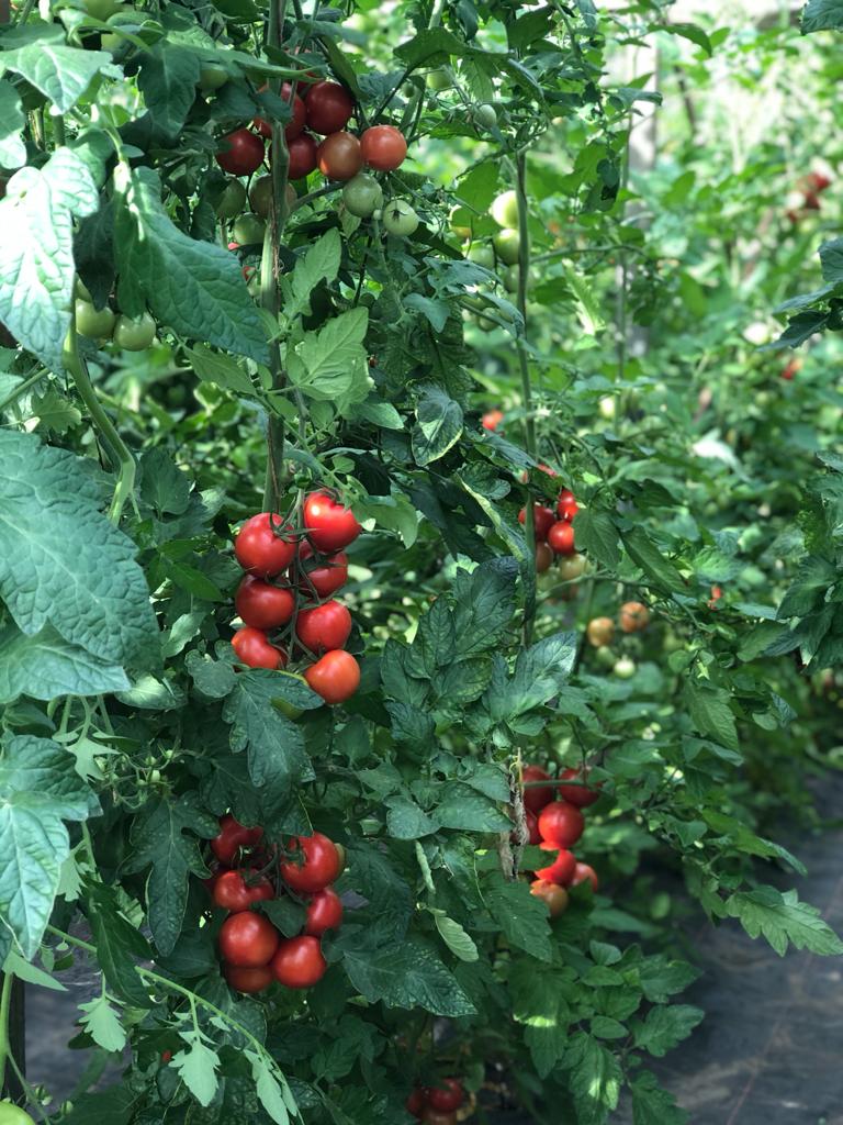 Ein Haufen Tomaten, die an einer Rebe in einem Garten wachsen.