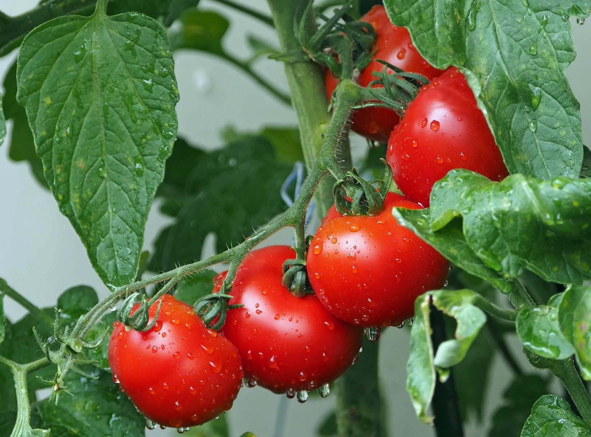An einer Rebe wächst ein Haufen Tomaten.