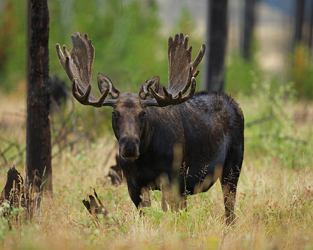 Hunting Trips | SAW Outfitters | ID
