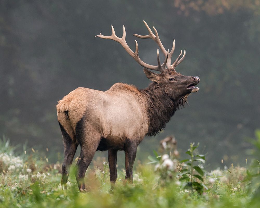 Elk Hunts