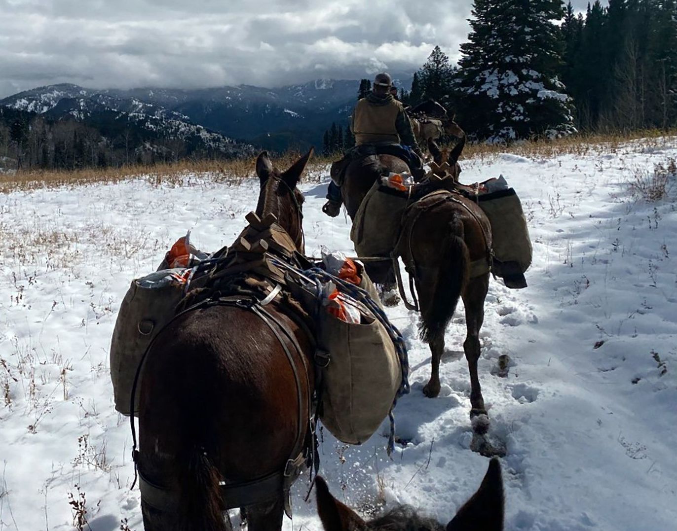 Trail Rides