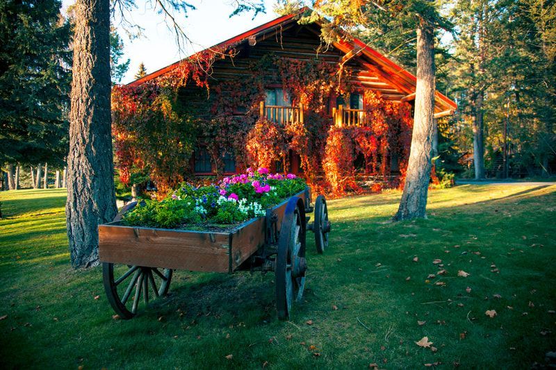 A wooden cart filled with flowers in front of a log cabin