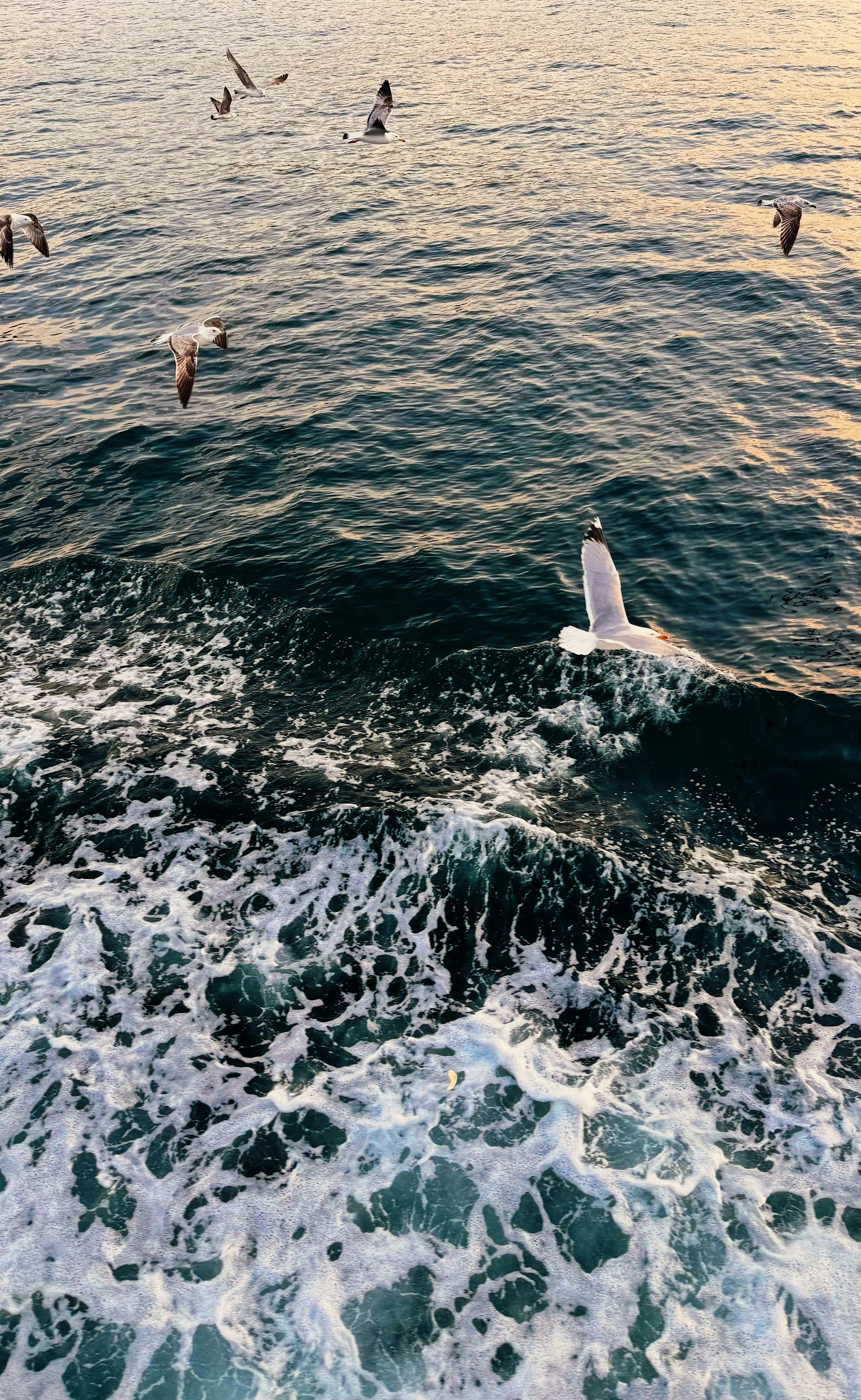 A flock of seagulls are flying over the ocean.