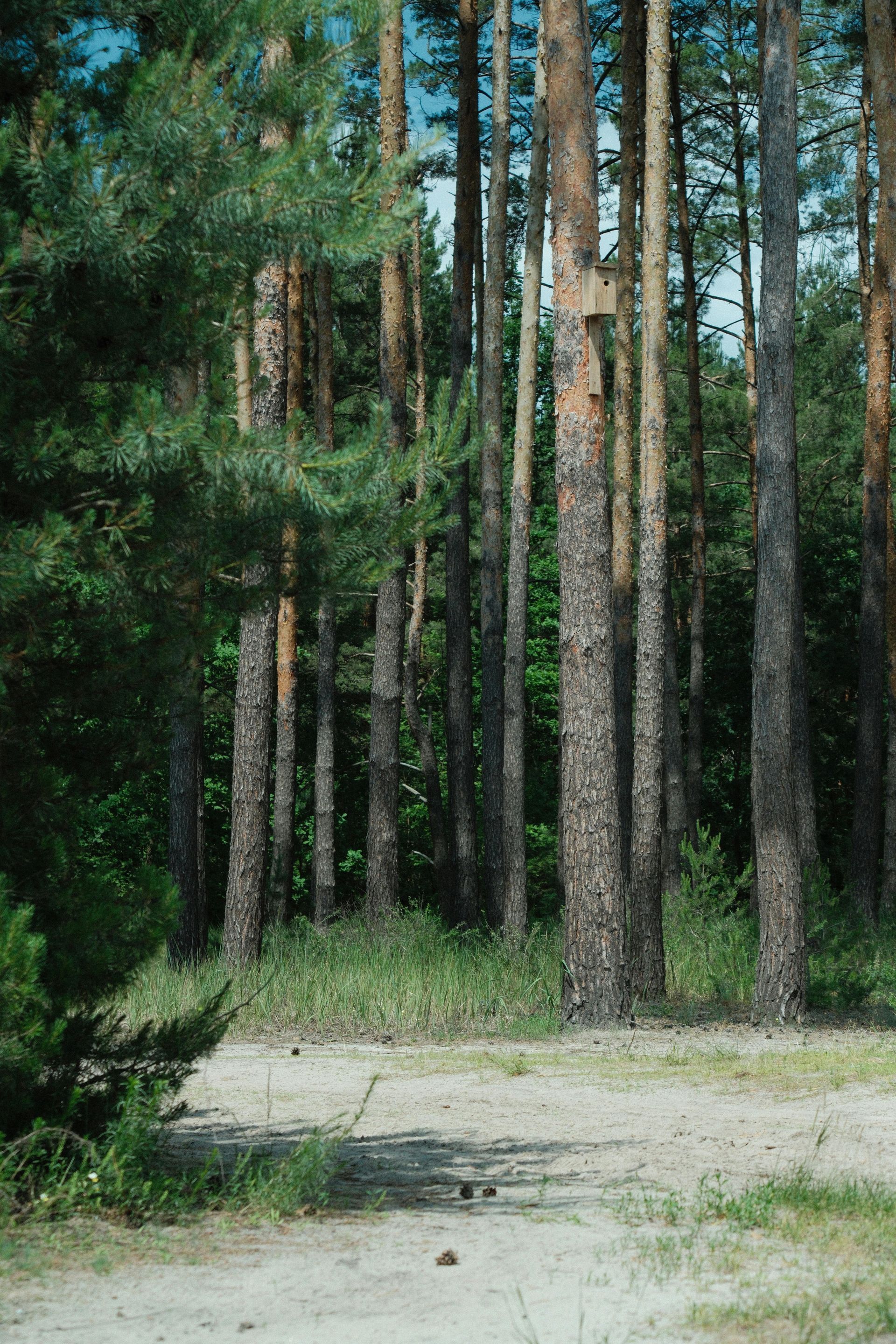 A dirt road in the middle of a pine forest