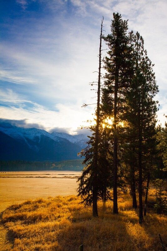 The sun is shining through the trees in a field.