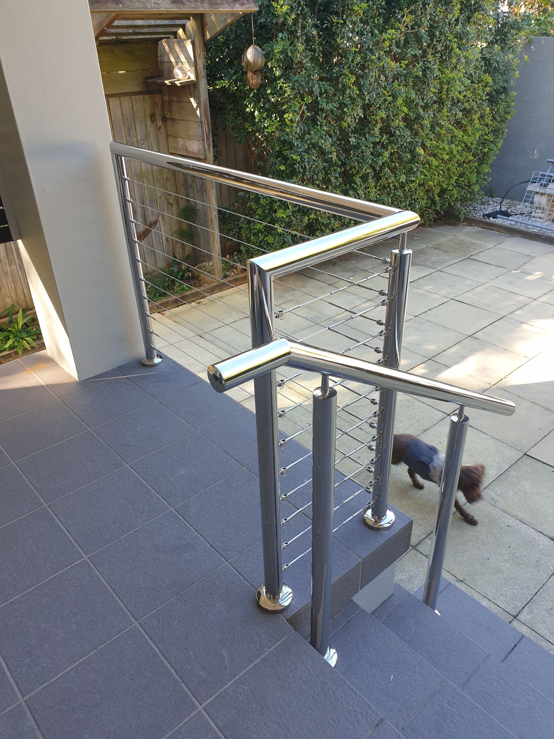 A dog is walking down a set of stairs next to a stainless steel railing.