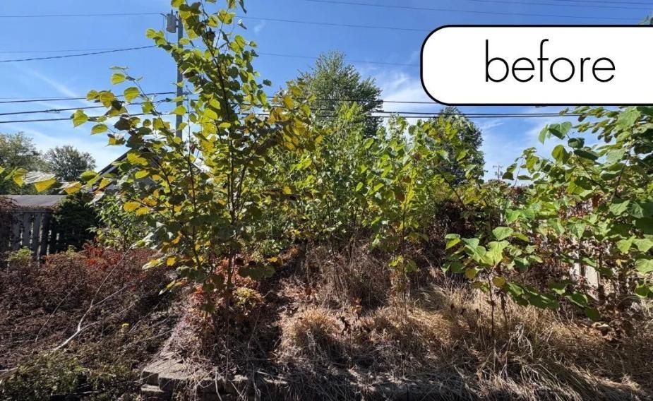 Overgrown shrubbery and dry brush in a sunny yard, labeled “before”
