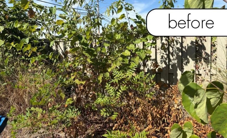 Overgrown garden with dense green vines and weeds against a fence, labeled “before”