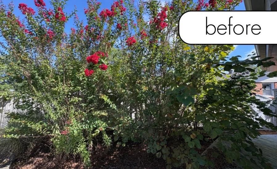 Front yard with flowering tree and dense green shrubs under a clear sky, labeled “before”