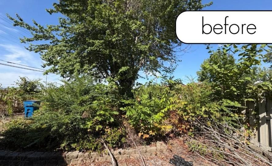 Overgrown yard with trees and shrubs, blue bin at left, labeled “before” in the corner