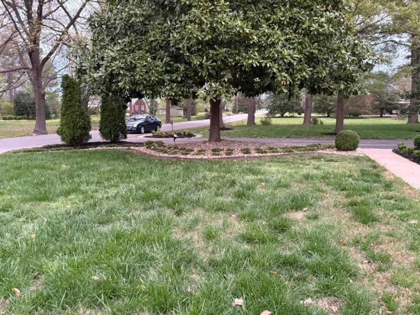 Grassy park with a large tree, small shrubs, and a paved path in the background